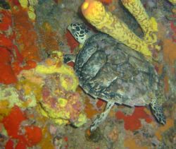 Turtle hiding in the reef... by Kelly N. Saunders 